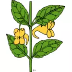 Vektör grafikleri impatiens aurella bitki