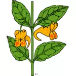 Desenho de impatiens capensis planta vetorial