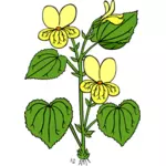 Vector ilustrare a viola glabella floare