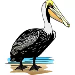 Pelican fågel vektorbild