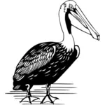 Pelican ड्राइंग वेक्टर