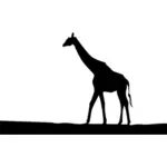 Doğada zürafa
