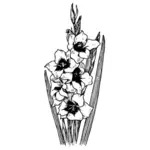 Gladiolus vektor image
