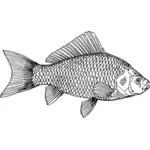 رسم توضيحي للسمكة الذهبية