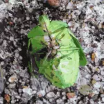 Grønne mage bug