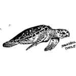 Obraz Żółw szylkretowy