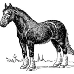 Paard beeld silhouet