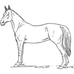 立っている馬の見取り図