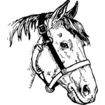 घोड़े के सिर छवि