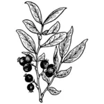 Huckleberry vector tekening