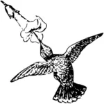 Humming bird nourrissent une image vectorielle de fleur