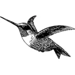 Dibujo de colibrí