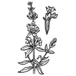 Ysop-Blume-Vektor-Grafiken