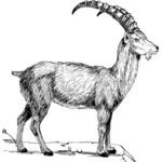 Desenho de vetor de íbex