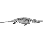 Ichthyosaurus skelett