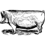 Cerdo de Suffolk