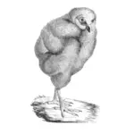 Иллюстрация викторианской птица