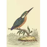 Oiseau de Kingfisher sur une image de vecteur de branche arbre
