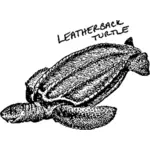 Tartaruga de couro-costas