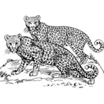 Dos leopardos