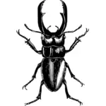 Kumbang gambar