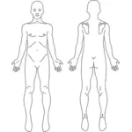 Imagen de la anatomía masculina