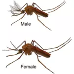 Mosquito macho y hembra