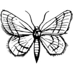 काले और सफेद रंग में कीट