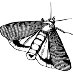 Vlinder in zwart-wit