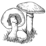 Ciuperci vectoriale ilustrare