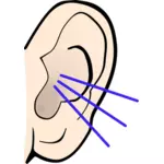 בתמונה וקטורית של צבע אוזן