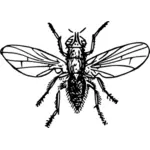 Zwiebel Fliege Vektor-Zeichenprogramm