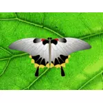 Clip-art vector de borboleta cinza em uma folha