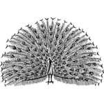 Peacock vektorový obrázek