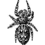 Imagen de vector insecto peludo