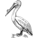 Пеликан птицы векторные картинки