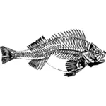 Esqueleto de peixe