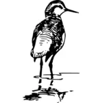 Ilustração em vetor de pássaro fêmea phalaorope