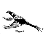 Pheasant terbang