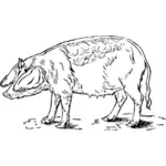 Rysunek z świnia