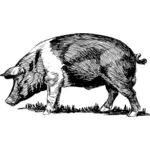 Dibujo de cerdo