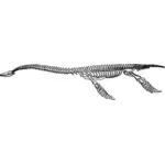 Esqueleto de plesiosauro
