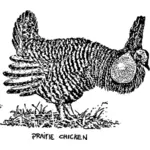 Prairie tavuk görüntü