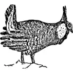 رسم الدجاج المرج
