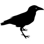 Ворон птица векторное изображение