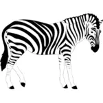Zebra zwierzę