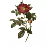जंगली गुलाब और rosehips