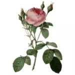Boutons de roses et roses épineuses