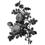 Blommande rosor i grått
