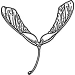 Samara plante vector imagine